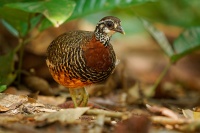 Koroptev sabazska - Tropicoperdix graydoni - Sabah Partridge o2019